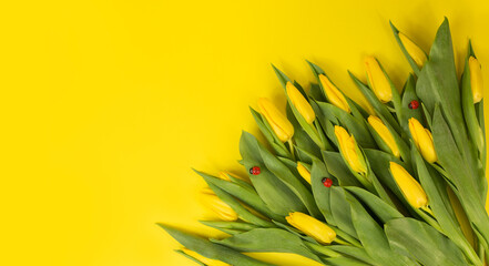 Yellow tulips. Bouquet on a yellow background. postcard on March 8, mother's day, birthday. space for the text.