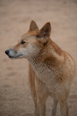 Dingo