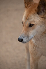 Dingo