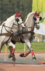 two white carriage driving horses competing in four in hand driving competition going through water obstacle wearing full harness and leg protection 