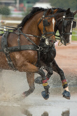 two carriage driving horses competing in four in hand driving competition going through water...