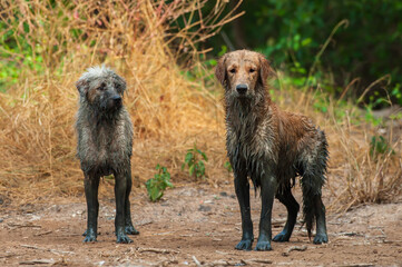 Muddy a Schnoodle stands next to a muddy Golden Retriever.
