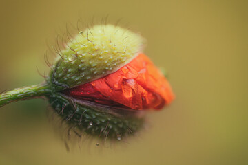 Pflanzen und Tiere nach dem regen mit Wassertropfen 