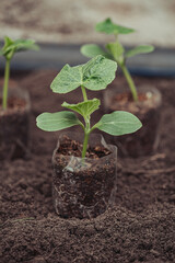 Healthy organic food concept. Seedling of a green plant of a cucumber. Spring. Male hands rake the earth around the sprout. Close-up - a human hand holding a seedling uses a small garden shovel.
