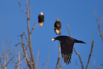 A raven carrying food flies past a pair of American bald eagles