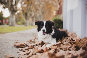 border collie dog