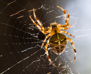 Close up macro of Araneus diadematus spider on a spider web
