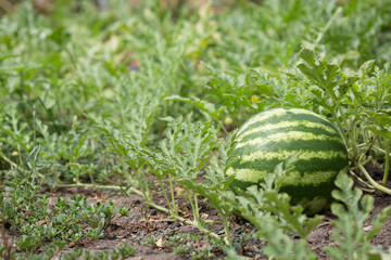 Ripe watermelon growing at the farm garden. Copy space