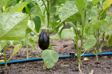 Ripe Eggplant (Aubergine) growing at the farm garden