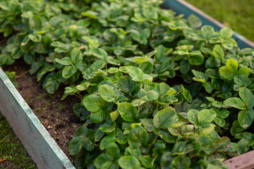 garden bed with lush green strawberry bushes