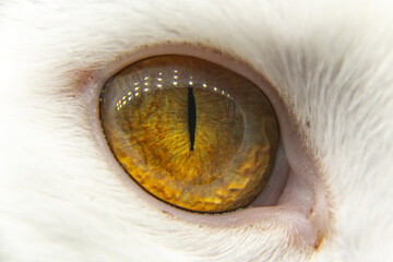 Close up, detailed shot of pet cats, feline eye with bright orange eyes and small pupils. Beautiful colored animal with white and brown fur, face. 