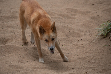 Dingo