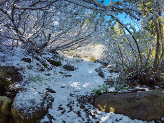Hiking trail trough a tunnel of trees covered in a fresh dusting of snow