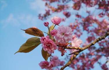 Showy and bright Prunus Kanzan Japanese Flowering Cherry double layer flowers close-up. Sakura blossom. Japanese cherry blossom.