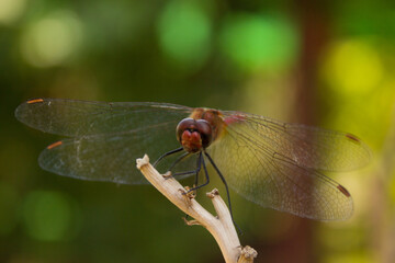 
dragonfly on a branch