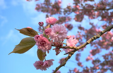 Showy and bright Prunus Kanzan Japanese Flowering Cherry double layer flowers close-up. Sakura blossom. Japanese cherry blossom.