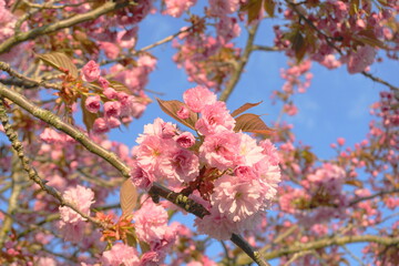 Showy and bright Prunus Kanzan Japanese Flowering Cherry double layer flowers close-up. Sakura blossom. Japanese cherry blossom.