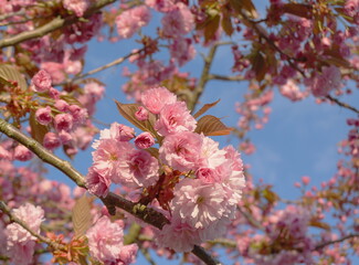 Showy and bright Prunus Kanzan Japanese Flowering Cherry double layer flowers close-up. Sakura...