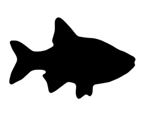 Vector black silhouette of fish on white background