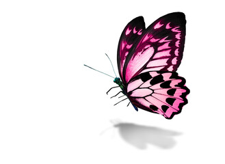 Color monarch butterfly , isolated on the white background