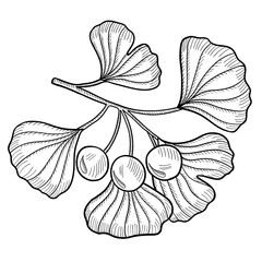 Fototapeta premium Ginkgo Biloba mon 1