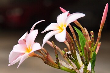 pink yellow orchid in the garden with blurry dark background