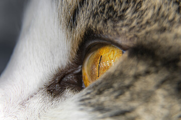 Close up, detailed shot of pet cats, feline eye with bright orange eyes and small pupils. Beautiful colored animal with white and brown fur, face. 