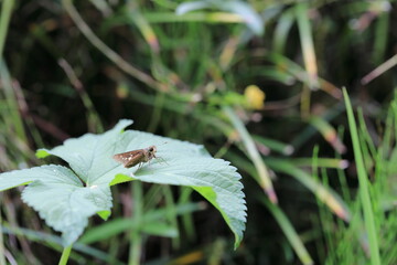풀잎 위의 나비