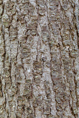 Pseudotsuga menziesii. Detail of the bark of Douglas Fir.