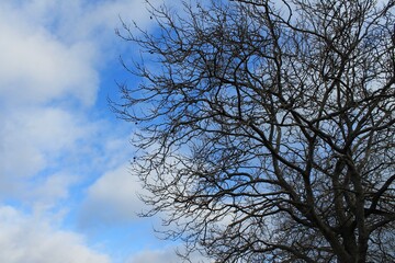 Fototapeta na wymiar Dark winter tree against bright blue sky