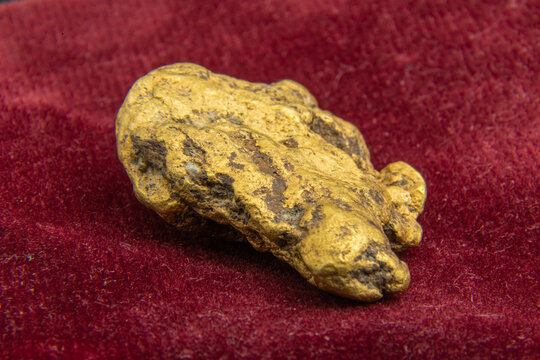 A Natural, Real, Authentic Gold Nugget Taken On Red, Burgundy Background Felt. Unique Jewellery From Nature. 