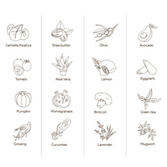 Monochrome set of Korean cosmetic cosmetics ingredients, natural ingredients for skin care, hand drawn vector illustration in sketch style