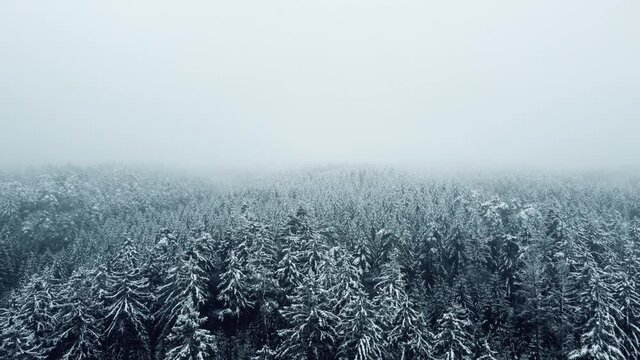 4k cinematic forest droneshot with snow on trees