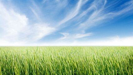Obraz premium Green rye or wheat field and clear blue sky