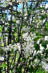 flowers in the forest