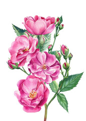 Floral branch, Pink roses on white isolated background, watercolor botanical illustration