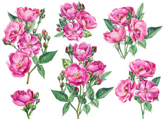 Set of floral branch. Pink roses on white isolated background, watercolor botanical illustration