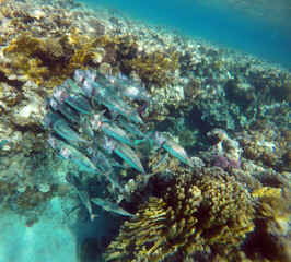 Tropical coral reef. Ecosystem and environment. Egypt. Near Sharm El Sheikh