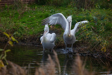 Two white pelicans in nature