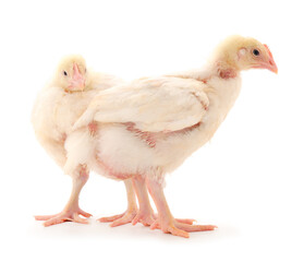 Two chicken or young broiler chickens.