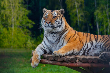Beautiful calm tiger on a sunbed