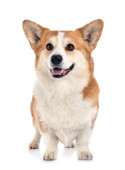 young Pembroke Welsh Corgi