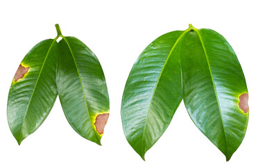 Leaf backdrop white