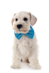 white miniature schnauzer in studio