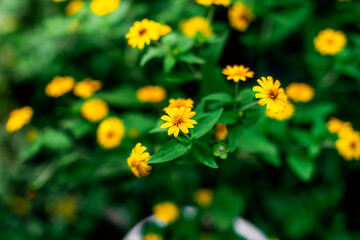 Yellow flowers In the garden