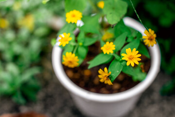 Yellow flowers In the garden