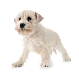 white miniature schnauzer in studio