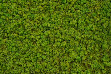 Green moss on a wall