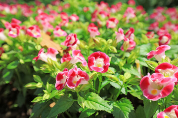 Blooming summer pansy in the park, China