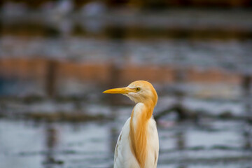 close up of a yellow billed hornbill